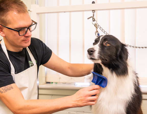 Student grooming a black and white sheep dog