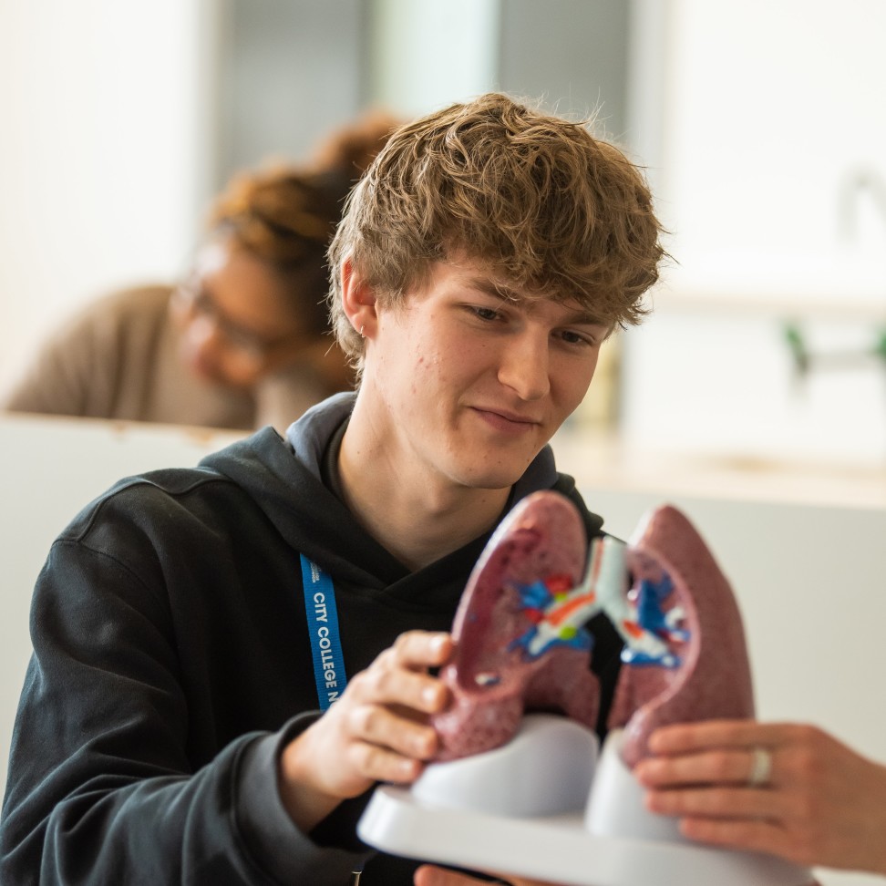 A student holding a model of lungs.