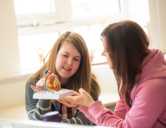 Two students holding a model of a heart, and discussing.