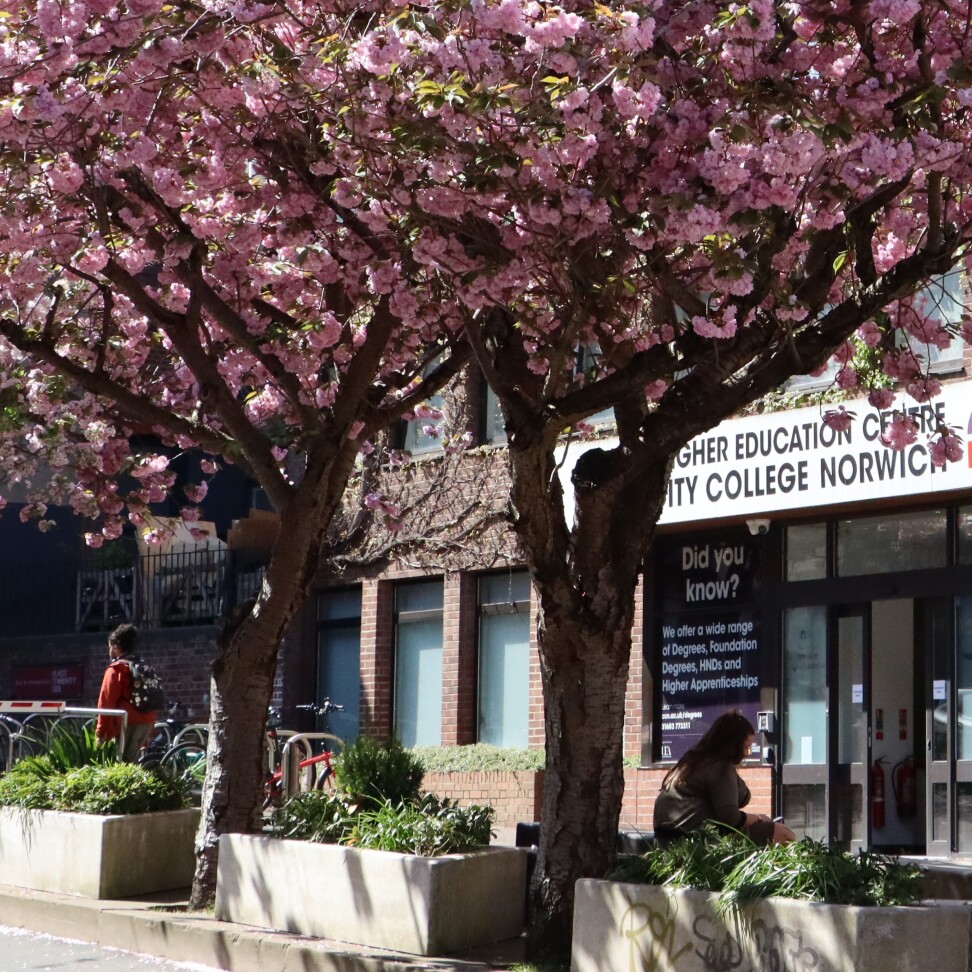 Norfolk House entrance, featuring pink blossom trees in front.