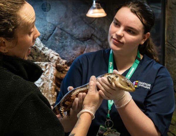 A Zoology student is holding a lizard, with the assistance of a teacher. The teacher is holding a demonstration, and the student is listening.