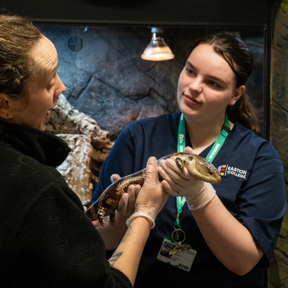 A Zoology student is holding a lizard, with the assistance of a teacher. The teacher is holding a demonstration, and the student is listening.